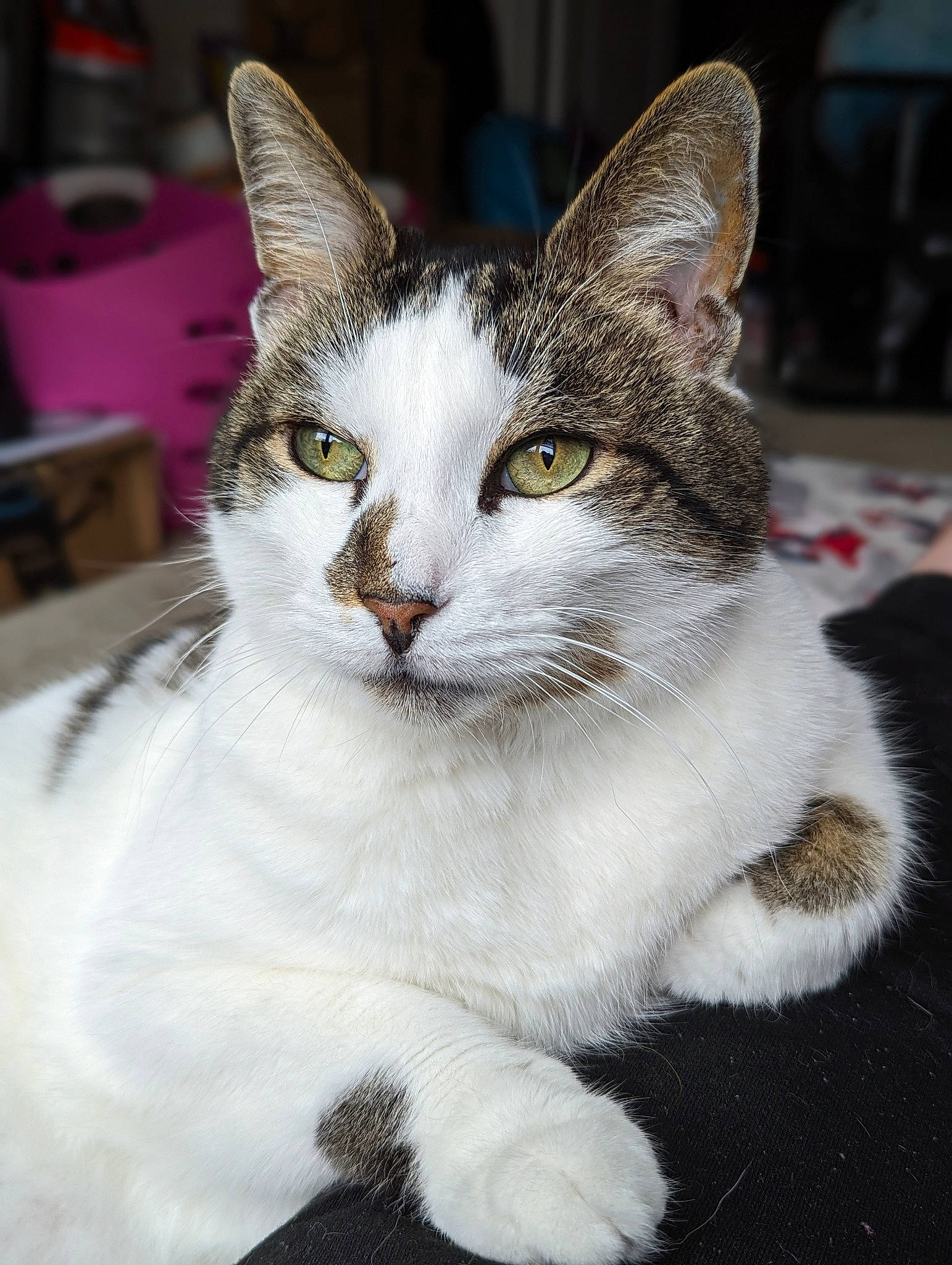 Samwise is registered to the contest to win money with this photo: carnivore, cat, domestic_short_haired_cat, felidae, fur, small_to_medium_sized_cats, snout, tail, terrestrial_animal, whiskers