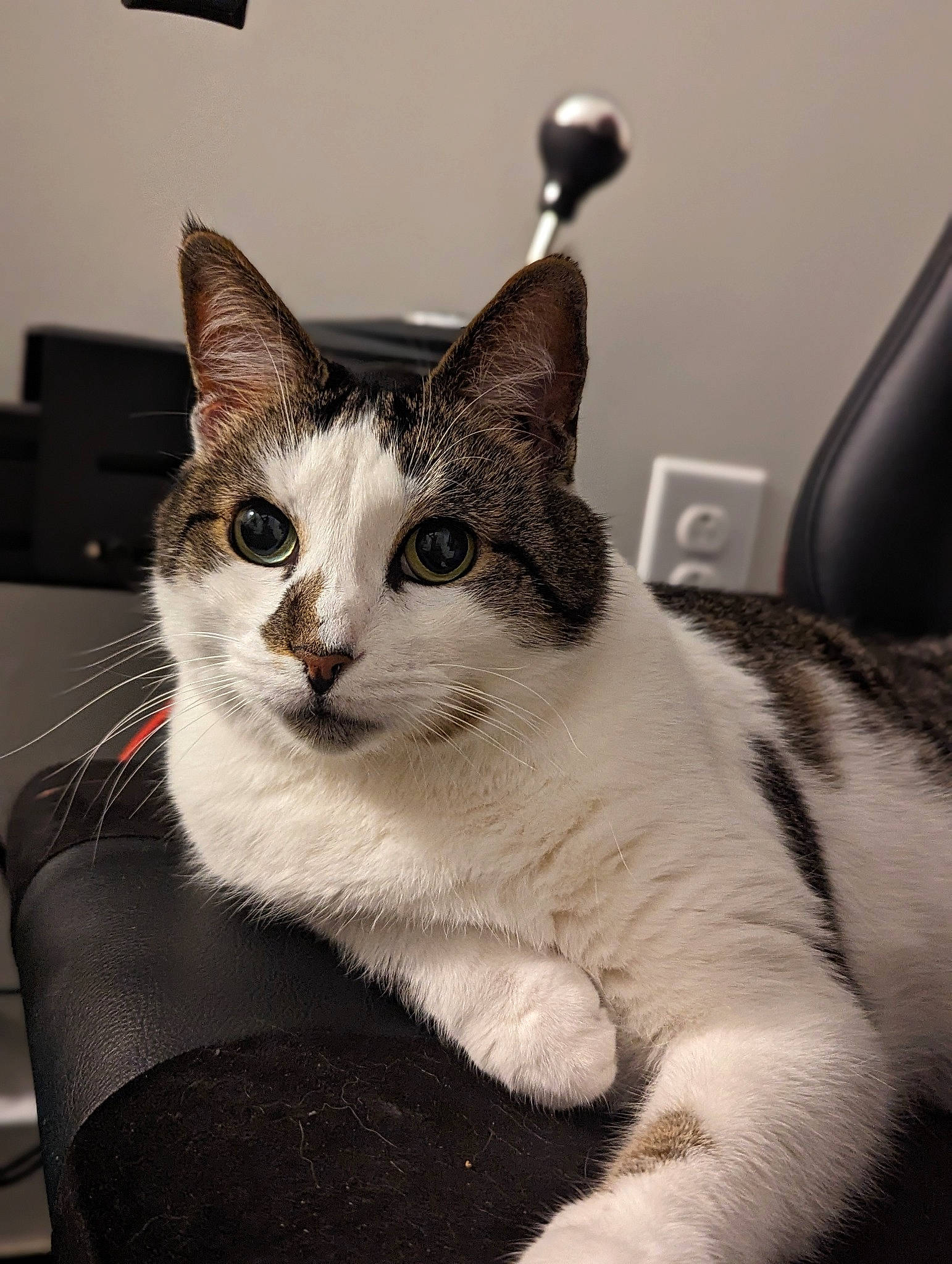 Samwise joined the competition — help win amazing prizes! box, carnivore, cat, comfort, domestic_short_haired_cat, felidae, fur, monochrome_photography, paw, small_to_medium_sized_cats, snout, tail, whiskers, window