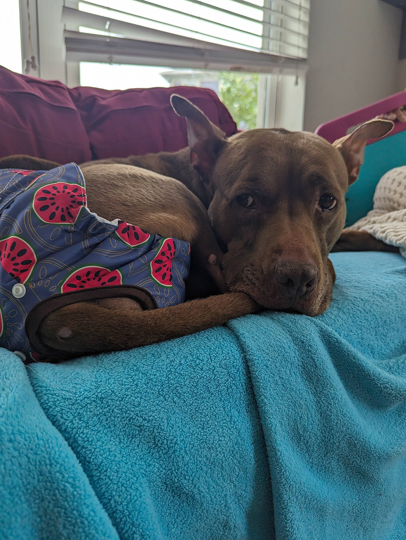 Diamond joined the competition — help win amazing prizes! canidae, carnivore, collar, comfort, companion_dog, couch, curtain, dog, dog_breed, fawn, guard_dog, linens, liver, sporting_group, tail, window, window_blind, window_covering, window_treatment, working_animal