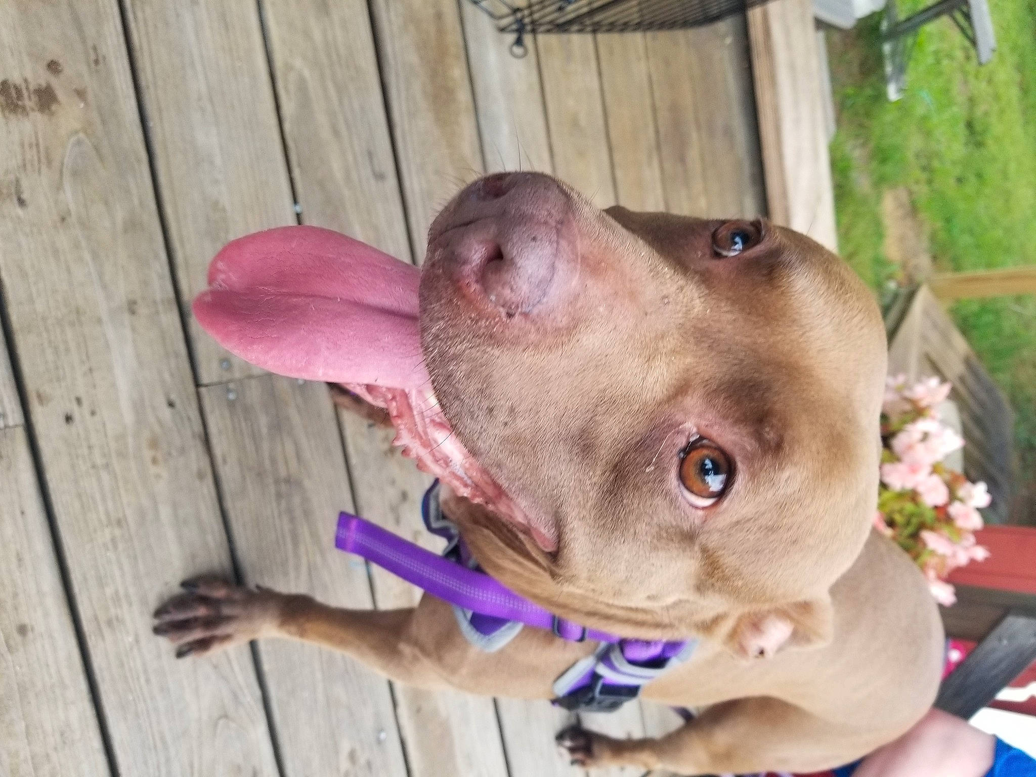 Diamond is registered to the contest to win money with this photo: canidae, carnivore, collar, companion_dog, dog, dog_breed, dog_collar, dog_supply, ear, fawn, hardwood, liver, pet_supply, plank, snout, sporting_group, whiskers, wood, wood_stain, working_animal