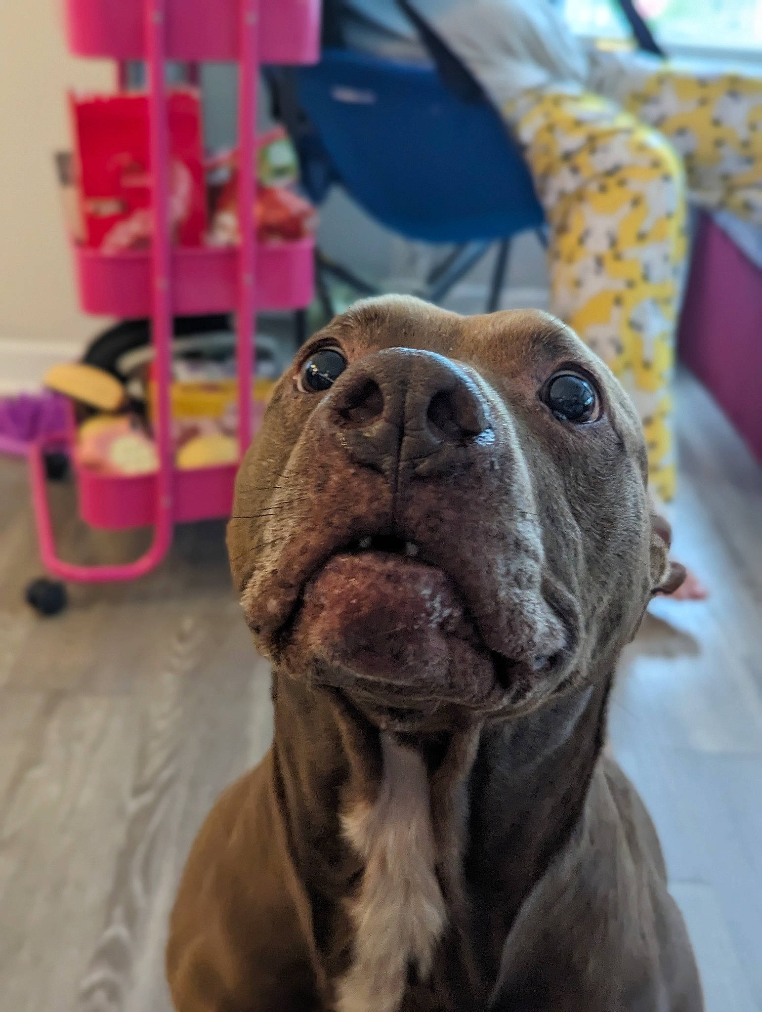 Diamond is registered to the contest to win money with this photo: canidae, carnivore, collar, companion_dog, dog, dog_breed, dog_collar, fawn, fur, giant_dog_breed, guard_dog, liver, molosser, pet_supply, snout, sporting_group, whiskers, working_animal, working_dog, wrinkle