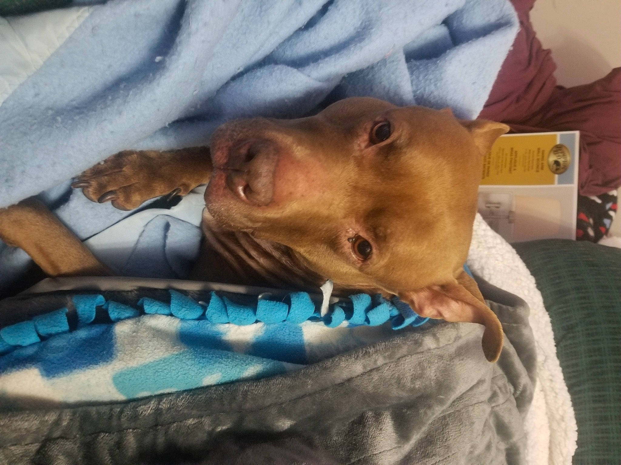 Diamond is registered to the contest to win money with this photo: bedding, blanket, canidae, carnivore, cloud, comfort, companion_dog, dog, dog_breed, ear, fawn, fur, guard_dog, linens, non_sporting_group, snout, sporting_group, whiskers, wood, working_animal