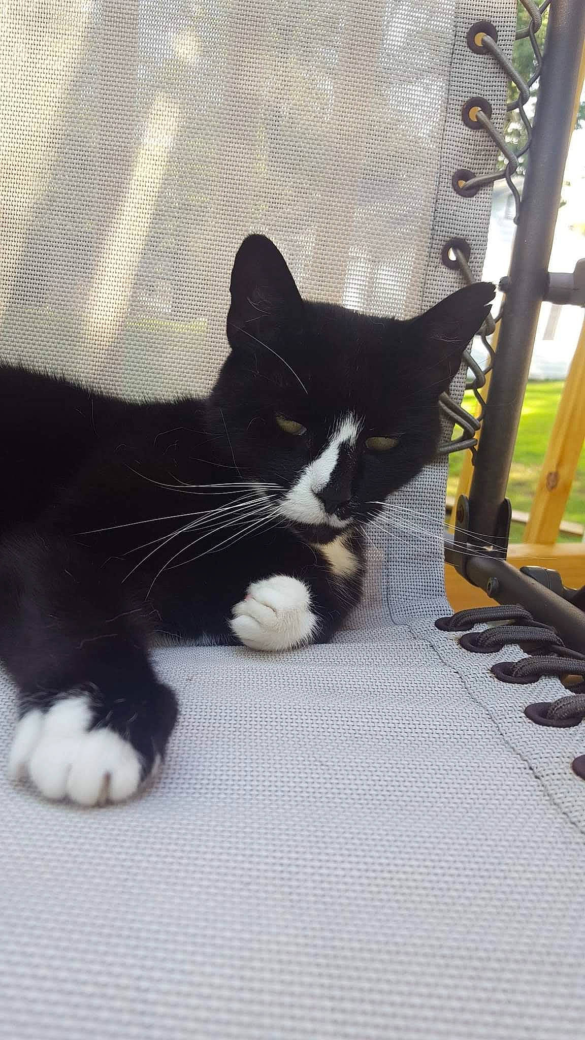 Milkshake is registered to the contest to win money with this photo: carnivore, cat, claw, comfort, domestic_short_haired_cat, felidae, flooring, foot, fur, grass, paw, small_to_medium_sized_cats, snout, tail, terrestrial_animal, whiskers, window, wood