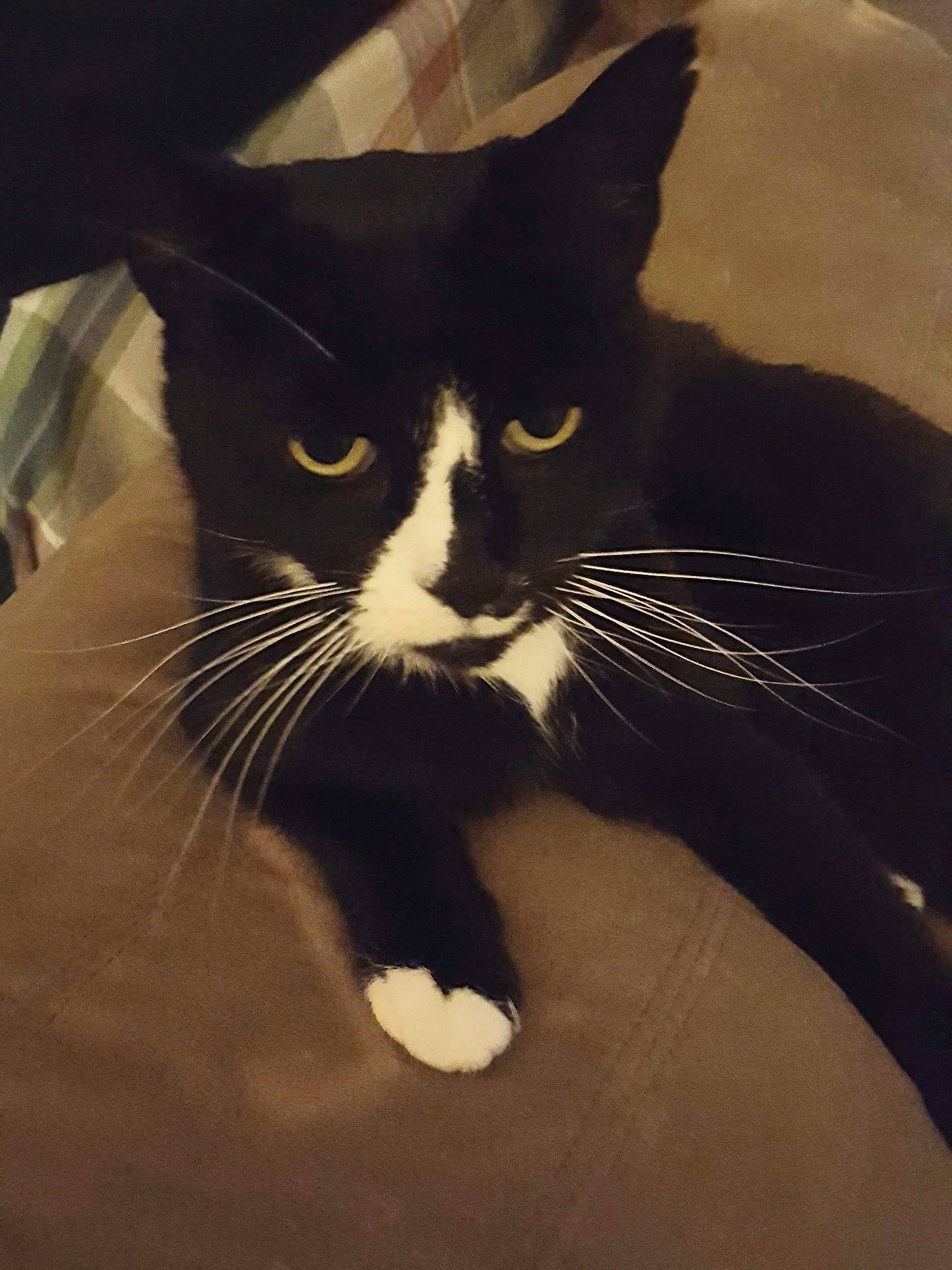 Milkshake joined the competition — help win amazing prizes! black_cat, carnivore, cat, comfort, domestic_short_haired_cat, eye, felidae, foot, fur, hair, head, human_body, leg, monochrome_photography, nose, paw, small_to_medium_sized_cats, snout, tail, whiskers