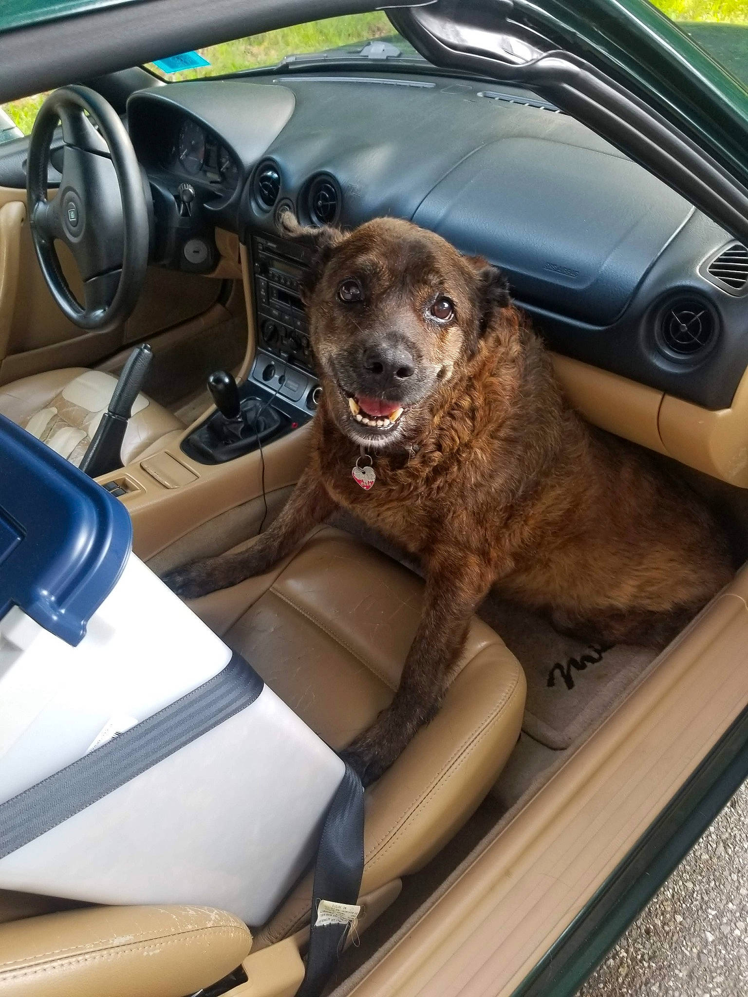 Diesel joined the competition — help win amazing prizes! auto_part, automotive_design, automotive_exterior, automotive_mirror, car, car_seat, car_seat_cover, carnivore, center_console, companion_dog, dog, family_car, gear_shift, motor_vehicle, personal_luxury_car, steering_part, steering_wheel, vehicle, vehicle_door, windshield