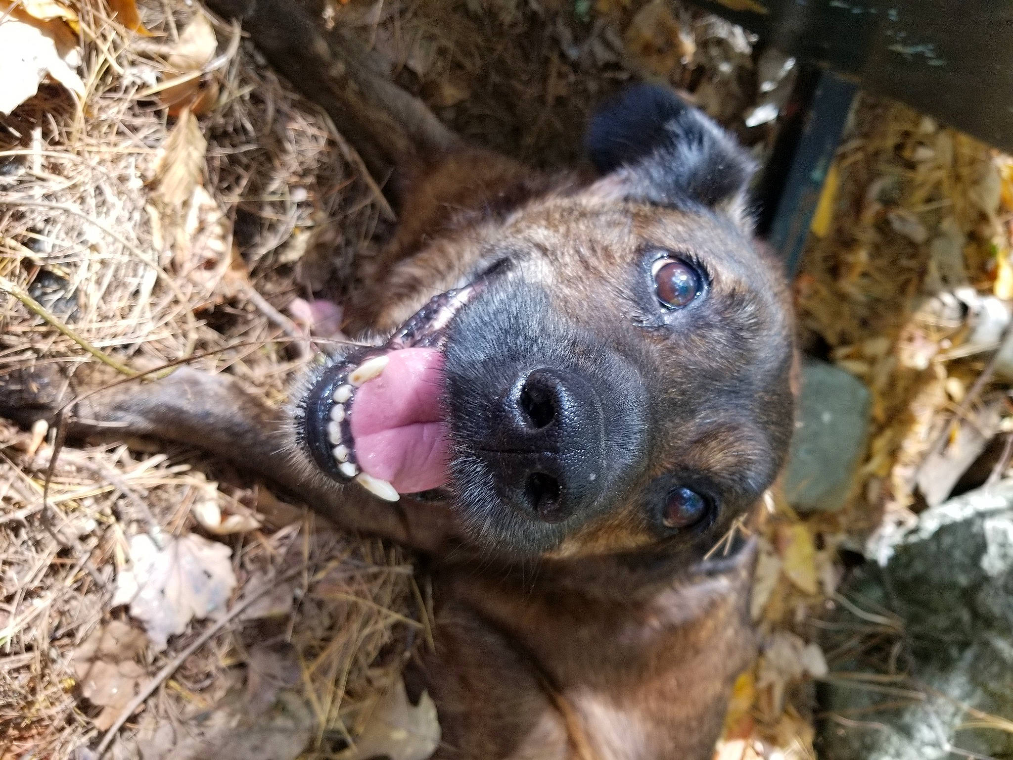 Diesel is registered to the contest to win money with this photo: canidae, carnivore, dog, dog_breed, fawn, fur, german_shepherd_dog, herding_dog, snout, soil, sporting_group, street_dog, terrestrial_animal, whiskers, wildlife, wood, working_animal