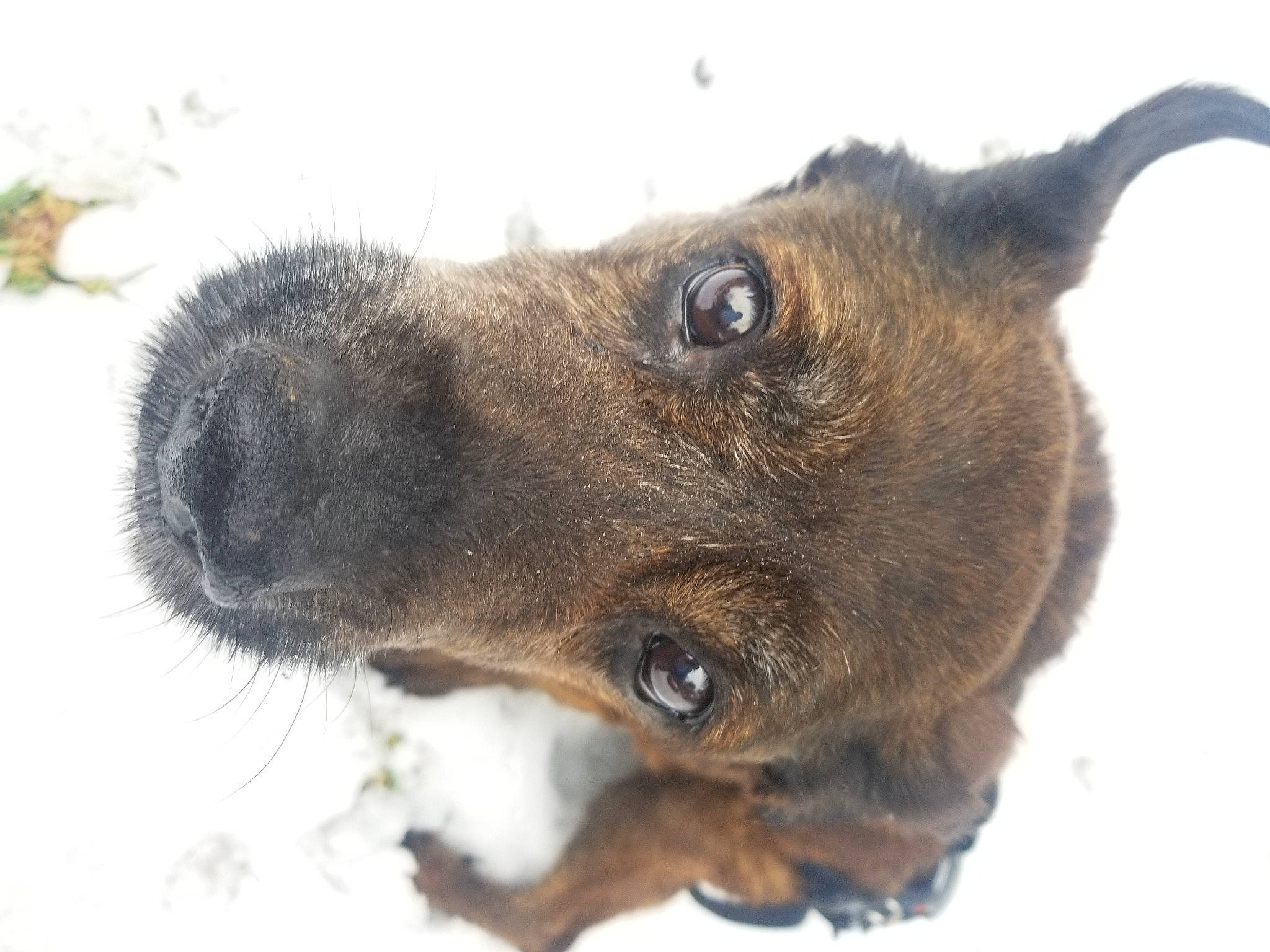 Diesel joined the competition — help win amazing prizes! carnivore, companion_dog, dog, dog_breed, ear, eye, fawn, fur, german_shepherd_dog, guard_dog, liver, paw, puppy, snow, sporting_group, street_dog, terrestrial_animal, whiskers, working_animal, working_dog