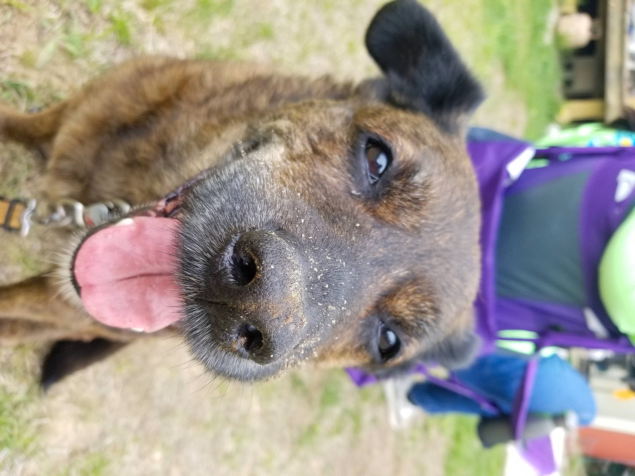 Diesel is registered to the contest to win money with this photo: canidae, carnivore, collar, companion_dog, dog, dog_breed, fawn, fur, grass, snout, sporting_group, terrestrial_animal, terrier, whiskers, wildlife, working_animal