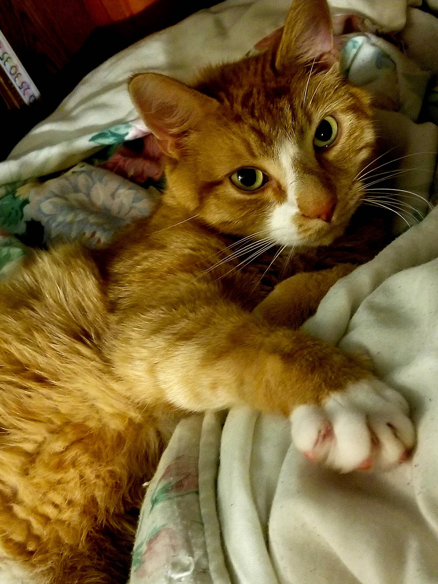 Slash is registered to the contest to win money with this photo: carnivore, cat, cat_supply, claw, comfort, domestic_short_haired_cat, eye, fawn, felidae, fur, paw, small_to_medium_sized_cats, snout, tail, terrestrial_animal, whiskers