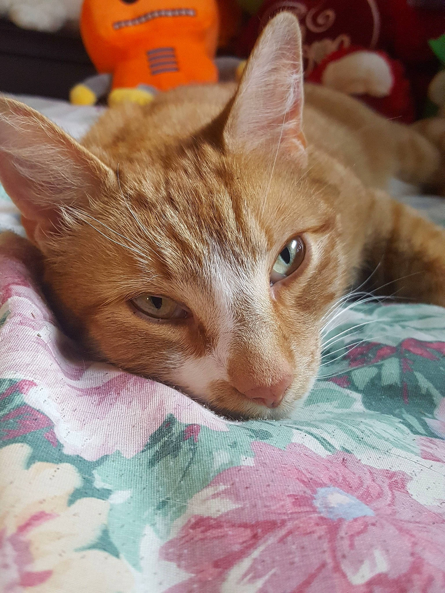 Slash joined the competition — help win amazing prizes! bed, bedding, carnivore, cat, claw, comfort, domestic_short_haired_cat, fawn, felidae, fur, linens, paw, small_to_medium_sized_cats, snout, tail, terrestrial_animal, textile, whiskers