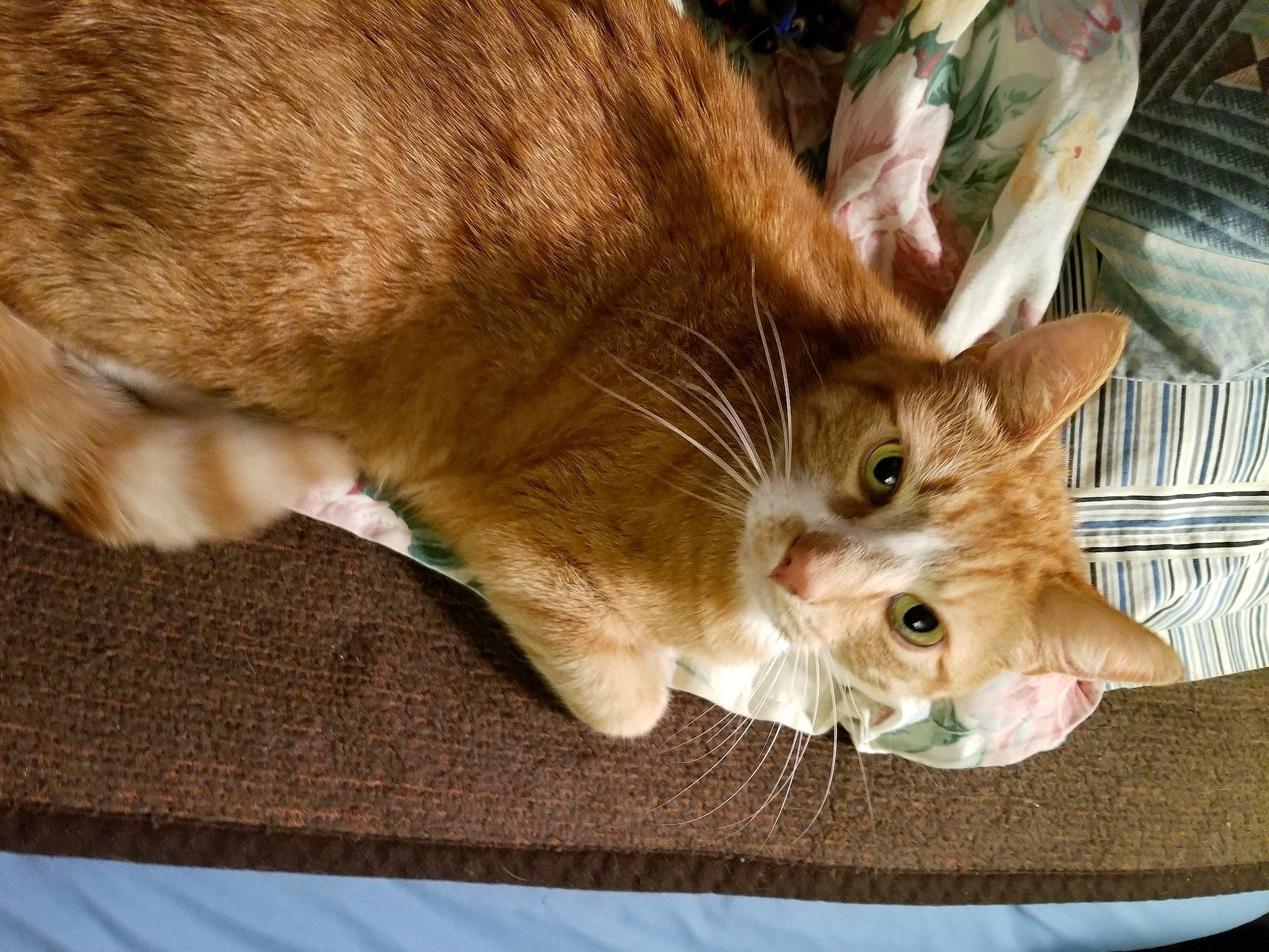 Slash is registered to the contest to win money with this photo: carnivore, cat, claw, comfort, domestic_short_haired_cat, ear, fawn, felidae, fur, paw, small_to_medium_sized_cats, snout, tail, whiskers, wood