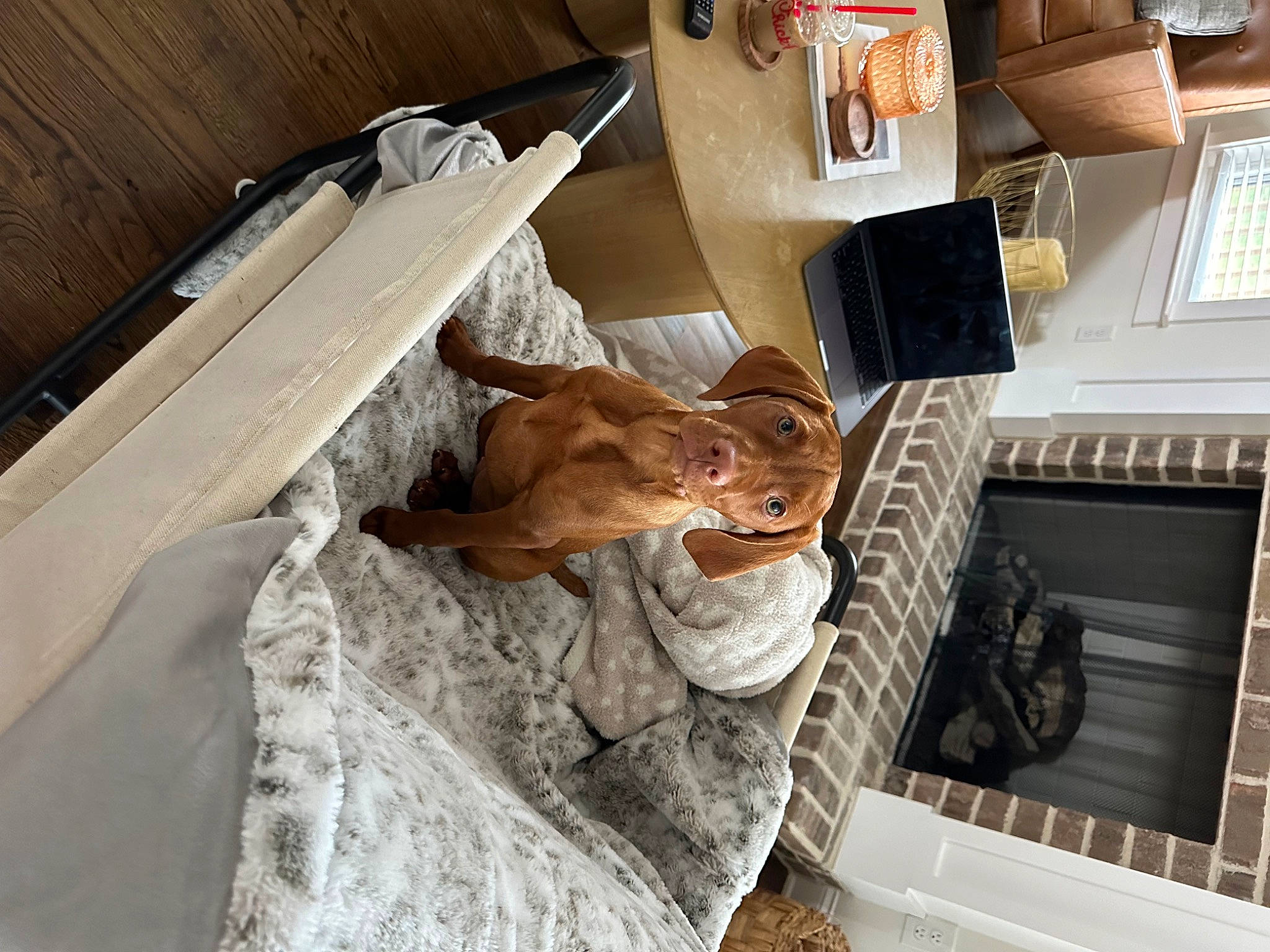 Lenny is registered to the contest to win money with this photo: automotive_exterior, comfort, companion_dog, felidae, flooring, fur, hardwood, machine, room, small_to_medium_sized_cats, vehicle_door, wood