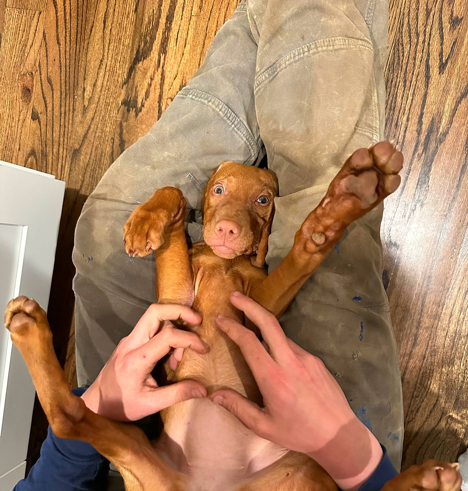 Lenny joined the competition — help win amazing prizes! abdomen, barefoot, chest, comfort, fawn, finger, foot, fun, gesture, hand, happy, human_leg, knee, leisure, nail, room, thigh, thumb, trunk, wood