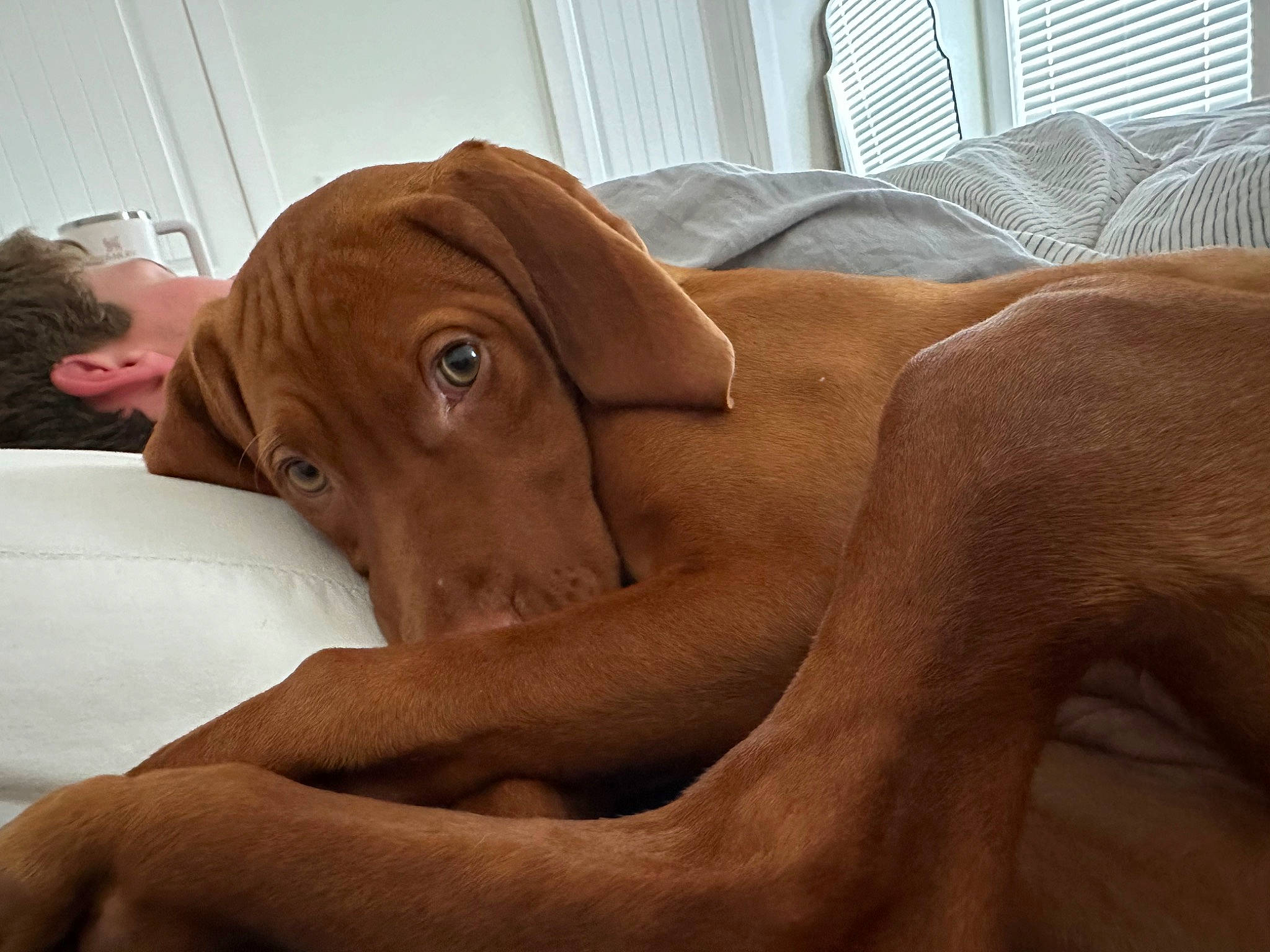 Lenny is registered to the contest to win money with this photo: canidae, carnivore, comfort, companion_dog, dog, dog_breed, ear, fawn, fur, hardwood, hunting_dog, linens, liver, pointing_breed, selfie, snout, sporting_group, whiskers, wood, working_animal