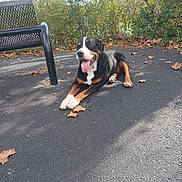 Shadow is registered to the contest to win money with this photo: asphalt, autumn, bench, black, brown, canine, daytime, dog, fall, happy, leaves, nature, outdoor, park, pet, resting, shrubbery, sunlight, tongue, white