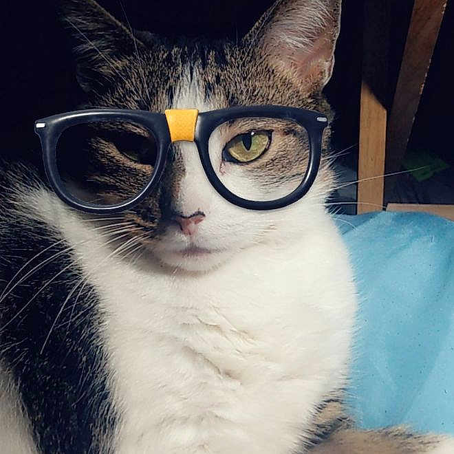 Lulu joined the competition — help win amazing prizes! abyssinian, accessories, angora, animal, cat, face, formalwear, glasses, goggles, head, kitten, manx, person, pet, photography, plant, portrait, pottedplant, sunglasses, tie