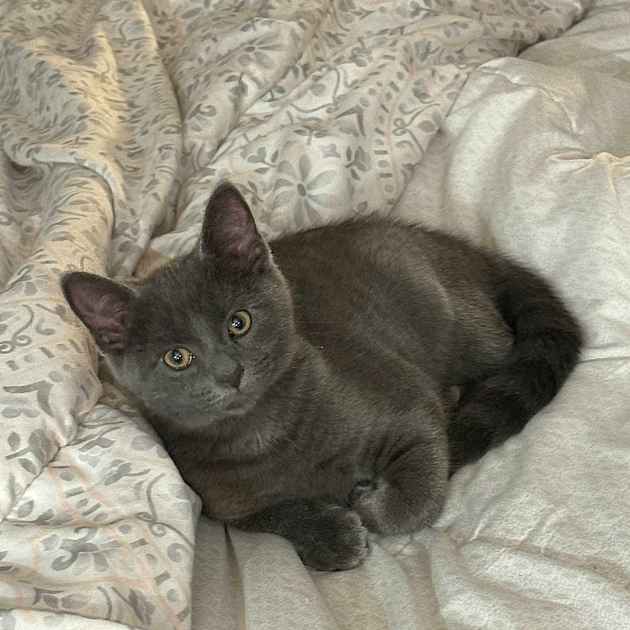 Smokey Aka Cat is registered to the contest to win money with this photo: abyssinian, animal, bed, bedroom, blackcat, blanket, cat, couch, cushion, furniture, homedecor, indoors, kitten, linen, manx, person, pet, quilt, room, sleeping