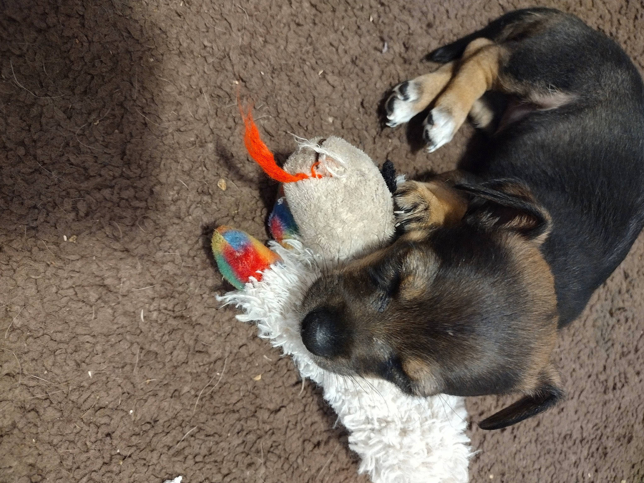 Autumn joined the competition — help win amazing prizes! canidae, carnivore, claw, comfort, companion_dog, dog, dog_breed, dog_supply, fawn, felidae, fur, paw, pet_supply, small_to_medium_sized_cats, snout, soil, sporting_group, stuffed_toy, tail, whiskers