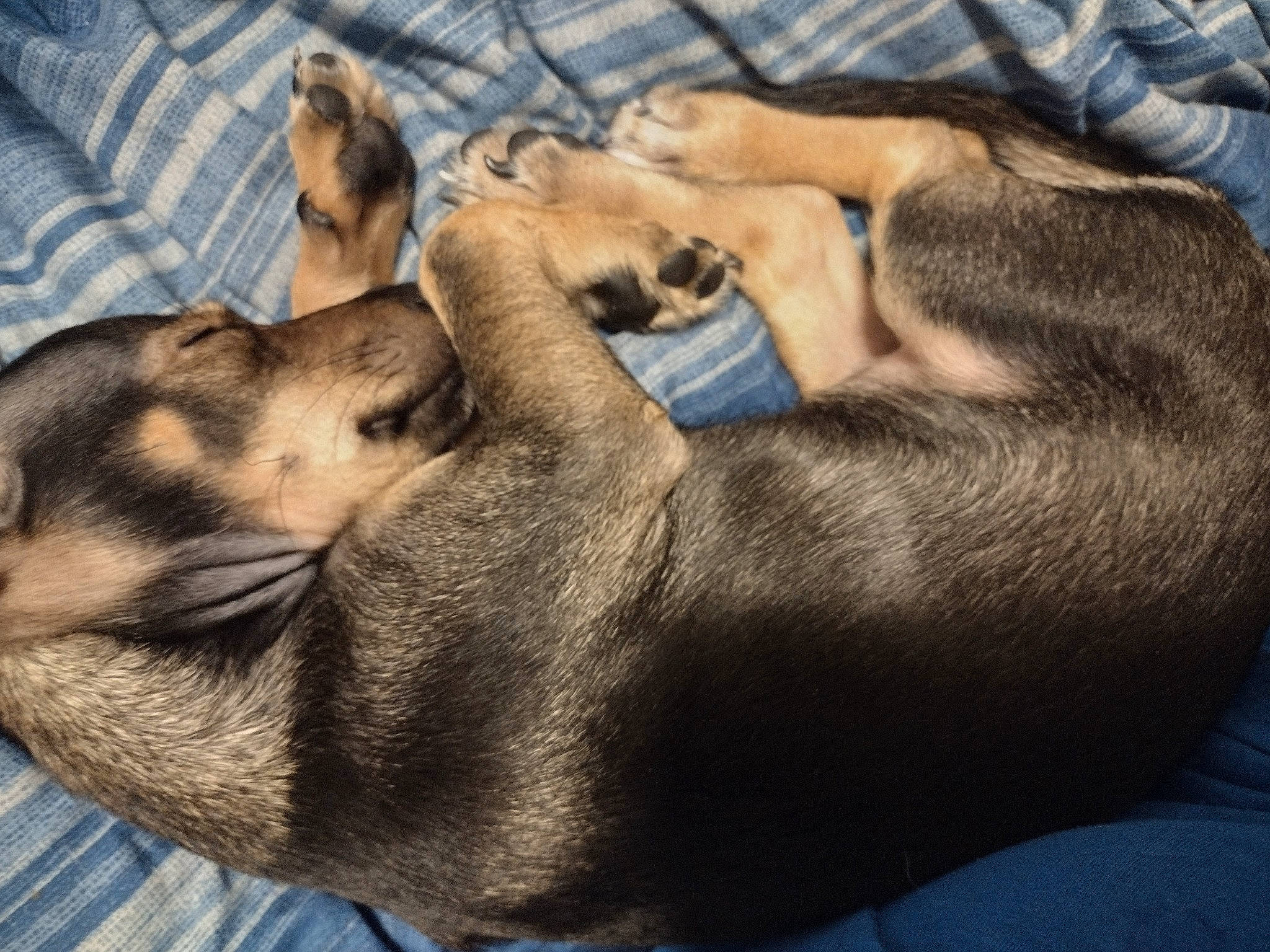 Autumn joined the competition — help win amazing prizes! carnivore, claw, comfort, companion_dog, dog, dog_breed, fawn, felidae, fur, guard_dog, liver, nap, paw, puppy, small_to_medium_sized_cats, sporting_group, tail, terrestrial_animal, whiskers, wildlife