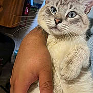 Biscuit is registered to the contest to win money with this photo: animal, blue_eyes, cat, close_up, comfort, curious, cute, domestic_cat, feline, fur, hand, holding, indoor, light, person, pet, portrait, relaxed, soft_texture, whiskers