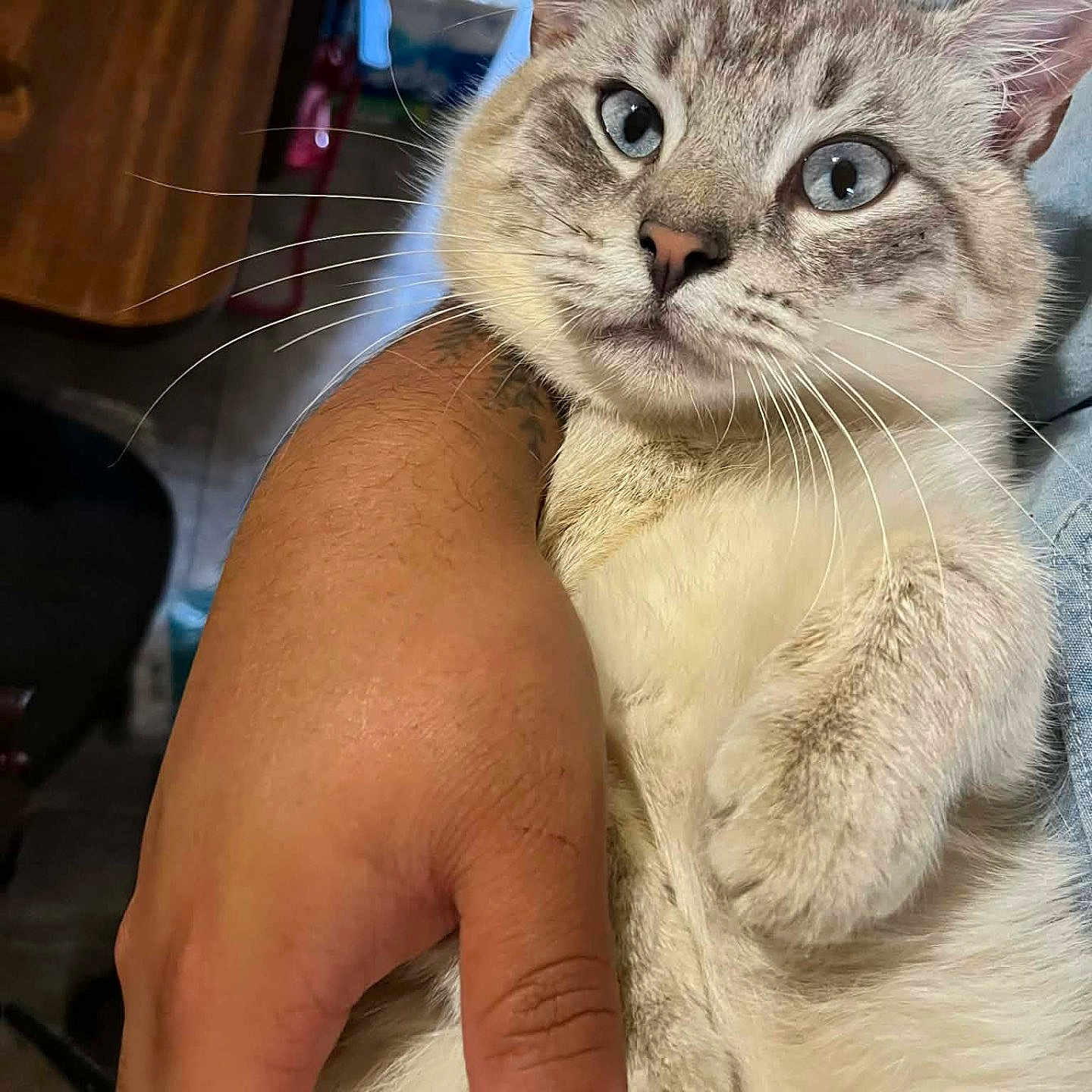 Biscuit is registered to the contest to win money with this photo: animal, blue_eyes, cat, close_up, comfort, curious, cute, domestic_cat, feline, fur, hand, holding, indoor, light, person, pet, portrait, relaxed, soft_texture, whiskers