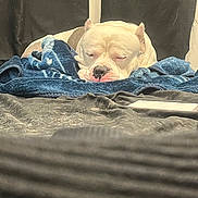 Hulk is registered to the contest to win money with this photo: dog, sleeping, blanket, bed, indoor, white_dog, cozy, resting, canine, pet, fur, comfort, relaxation, nap, animal, domestic, cute, soft, blue_blanket, quiet