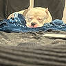 dog, sleeping, blanket, bed, indoor, white_dog, cozy, resting, canine, pet, fur, comfort, relaxation, nap, animal, domestic, cute, soft, blue_blanket, quiet