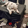 Hulk is registered to the contest to win money with this photo: dog, bed, black_bedspread, fur, pet_hair, floor, papers, cable, clutter, indoor, curtain, wall, resting, white_dog, brown_patch, nails, wooden_floor, messy_room, sad_dog, animal