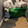 Hulk joined the competition — help win amazing prizes! dog, white_dog, gray_spots, green_bin, plastic_container, indoor, floor, cardboard, worn_floor, corner, sad_dog, animal, pet, container, small_space, resting, domestic, mammal, confined, funny