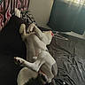 dog, bed, lying_down, tongue_out, relaxed, indoor, blanket, pillow, window, curtains, graffiti, black_bedspread, white_dog, paw, canine, resting, sleepy, room, casual, light