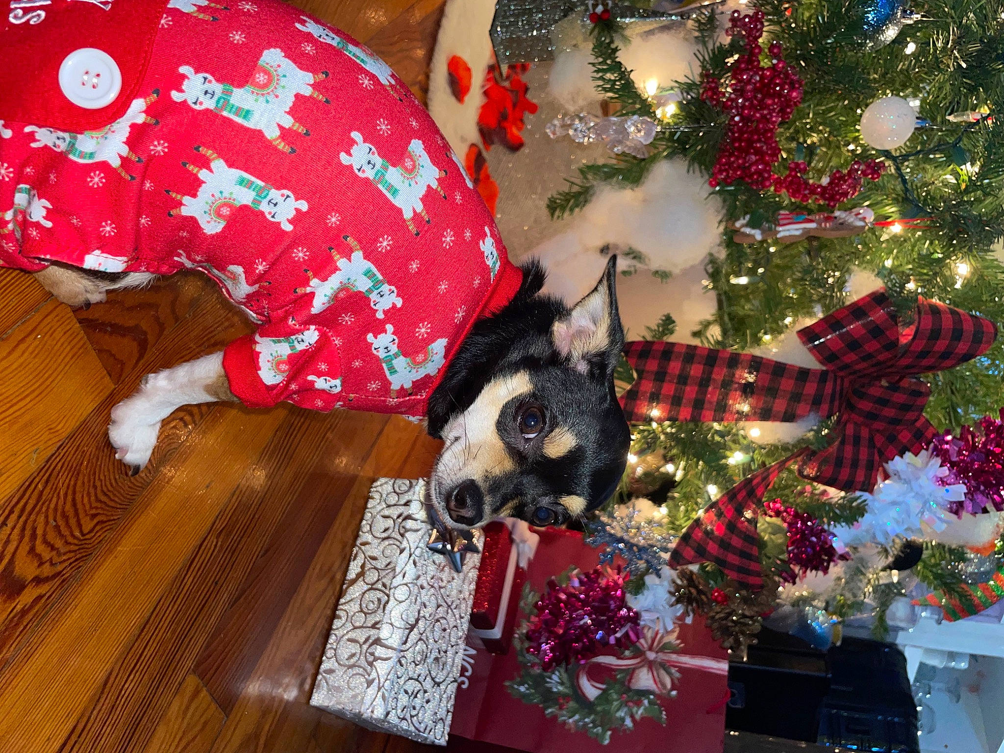 Cali is registered to the contest to win money with this photo: christmas, christmas_decoration, christmas_eve, christmas_ornament, christmas_tree, companion_dog, decoration, dog, event, fawn, hardwood, holiday, holiday_ornament, ornament, pattern, plant, room, tradition, tree, wood