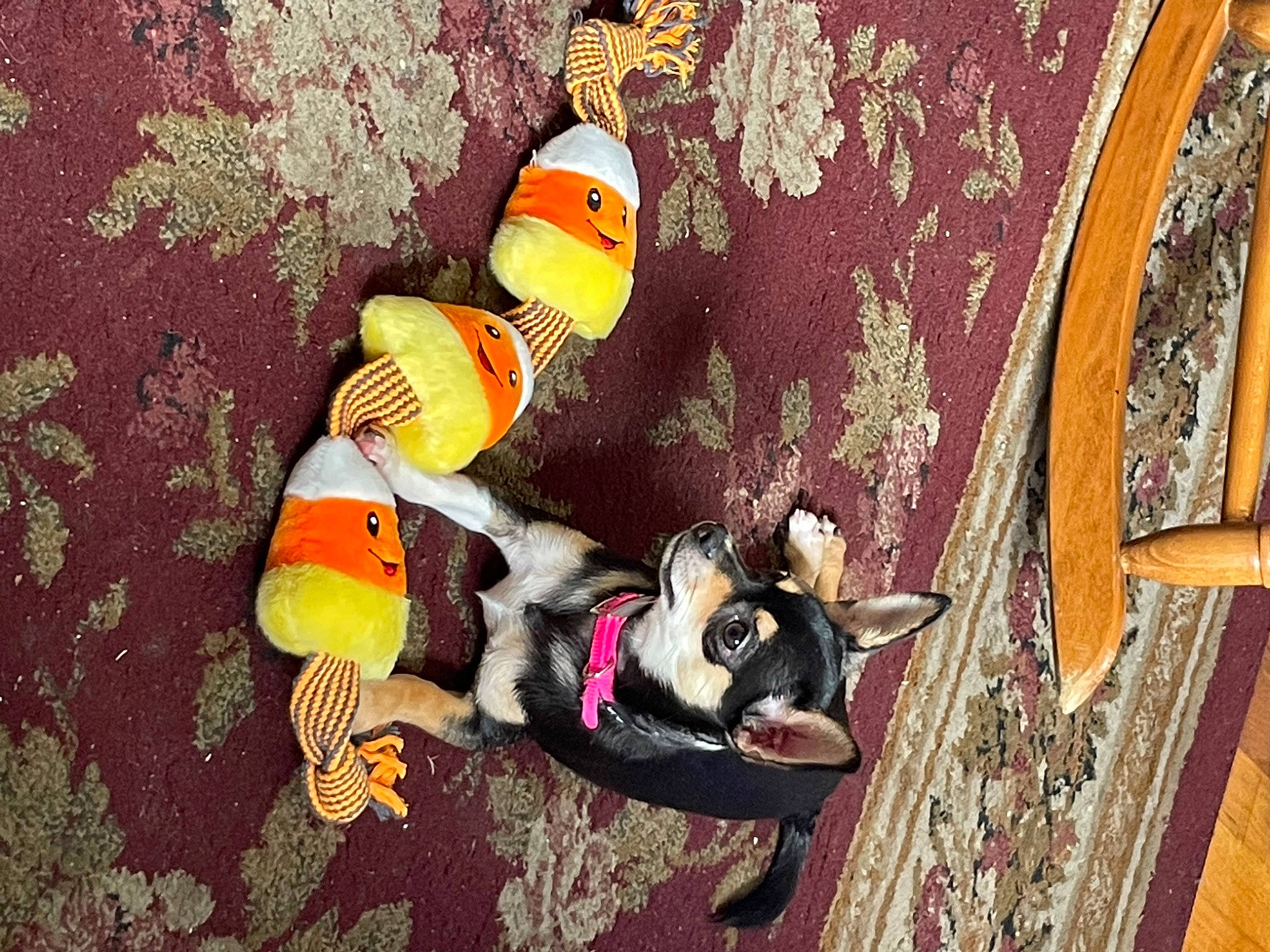 Cali joined the competition — help win amazing prizes! art, canidae, carmine, carnivore, companion_dog, dog, dog_breed, dog_supply, fawn, felidae, fictional_character, fur, sporting_group, stuffed_toy, tail, toy, visual_arts, wood