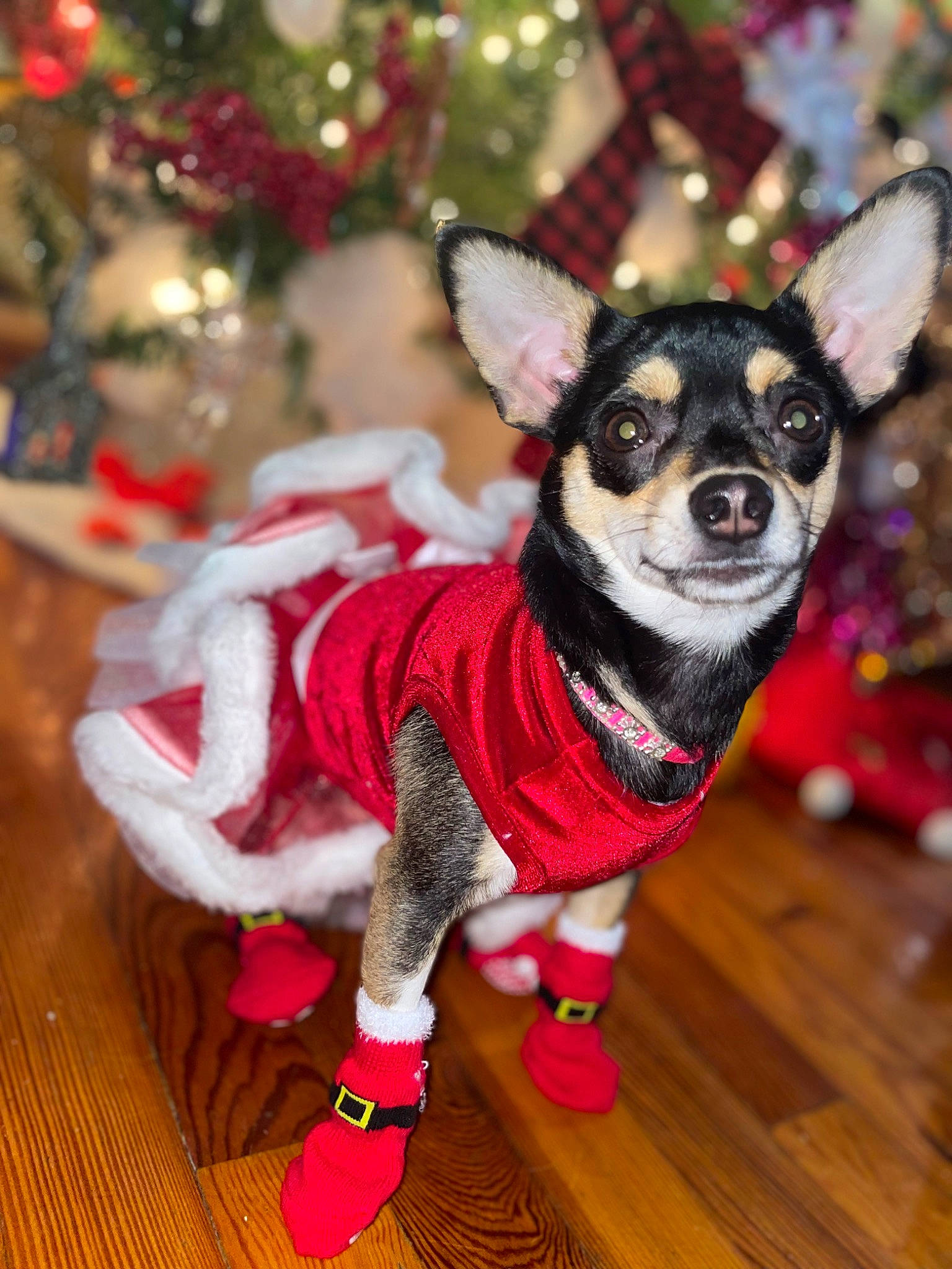 Cali joined the competition — help win amazing prizes! carnivore, christmas, christmas_ornament, companion_dog, dog, dog_breed, dog_clothes, dog_supply, event, fashion_accessory, fawn, fur, holiday, pink, snout, tail, toy_dog, whiskers, wood, working_animal