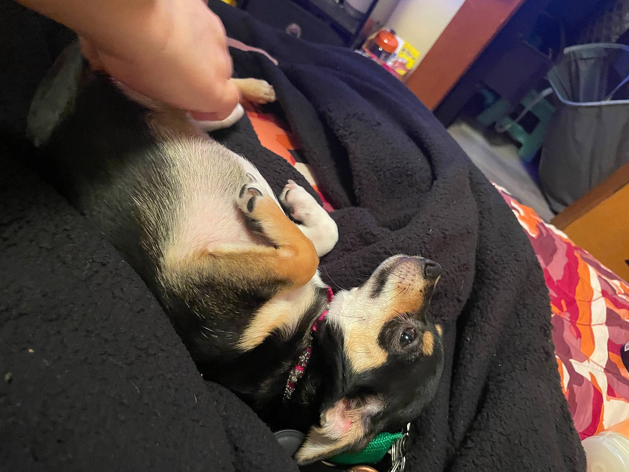 Cali is registered to the contest to win money with this photo: beard, carnivore, comfort, companion_dog, dog, dog_breed, ear, eyelash, eyewear, felidae, finger, flesh, fur, gesture, jaw, nail, neck, snout, sporting_group, whiskers