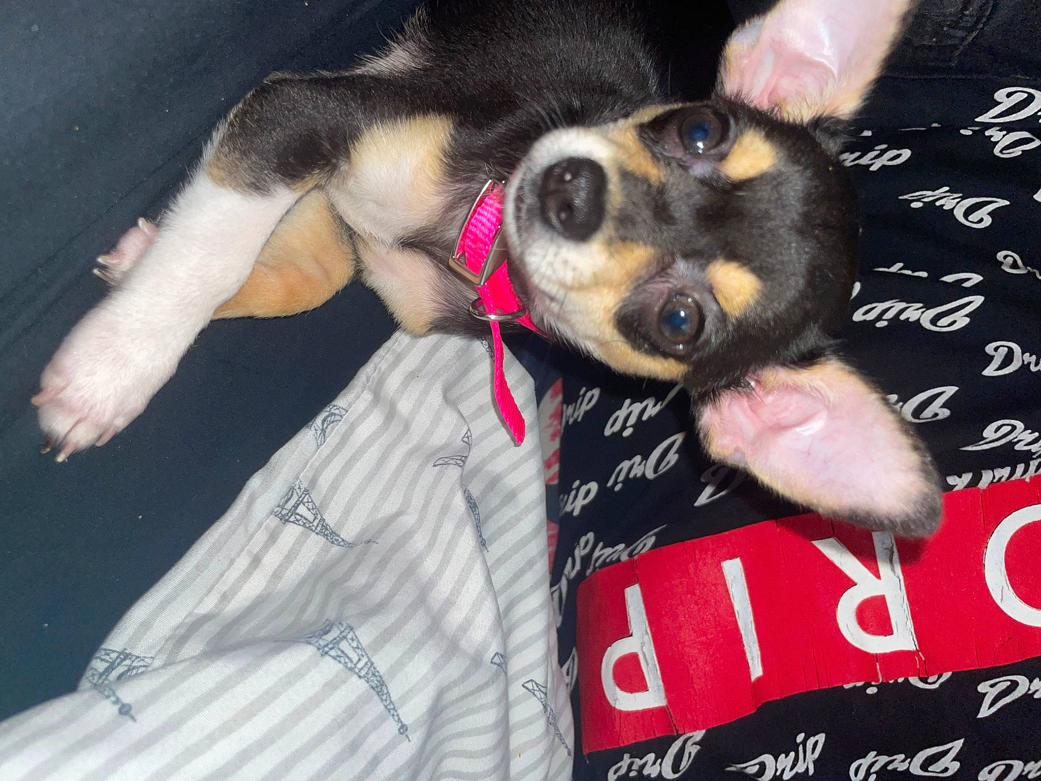 Cali is registered to the contest to win money with this photo: canidae, carnivore, chilean_fox_terrier, collar, comfort, companion_dog, dog, dog_breed, dog_supply, fur, guard_dog, paw, pinscher, snout, sporting_group, toy_dog, whiskers, working_animal, working_dog