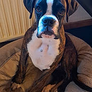 Ares participe au concours pour gagner de l'argent avec cette photo : animal, boxer, brindle, brown, canine, cozy, dog, domestic, ears, floor, furniture, household, indoor, looking_at_camera, paw, pet_bed, portrait, sitting, snout, white