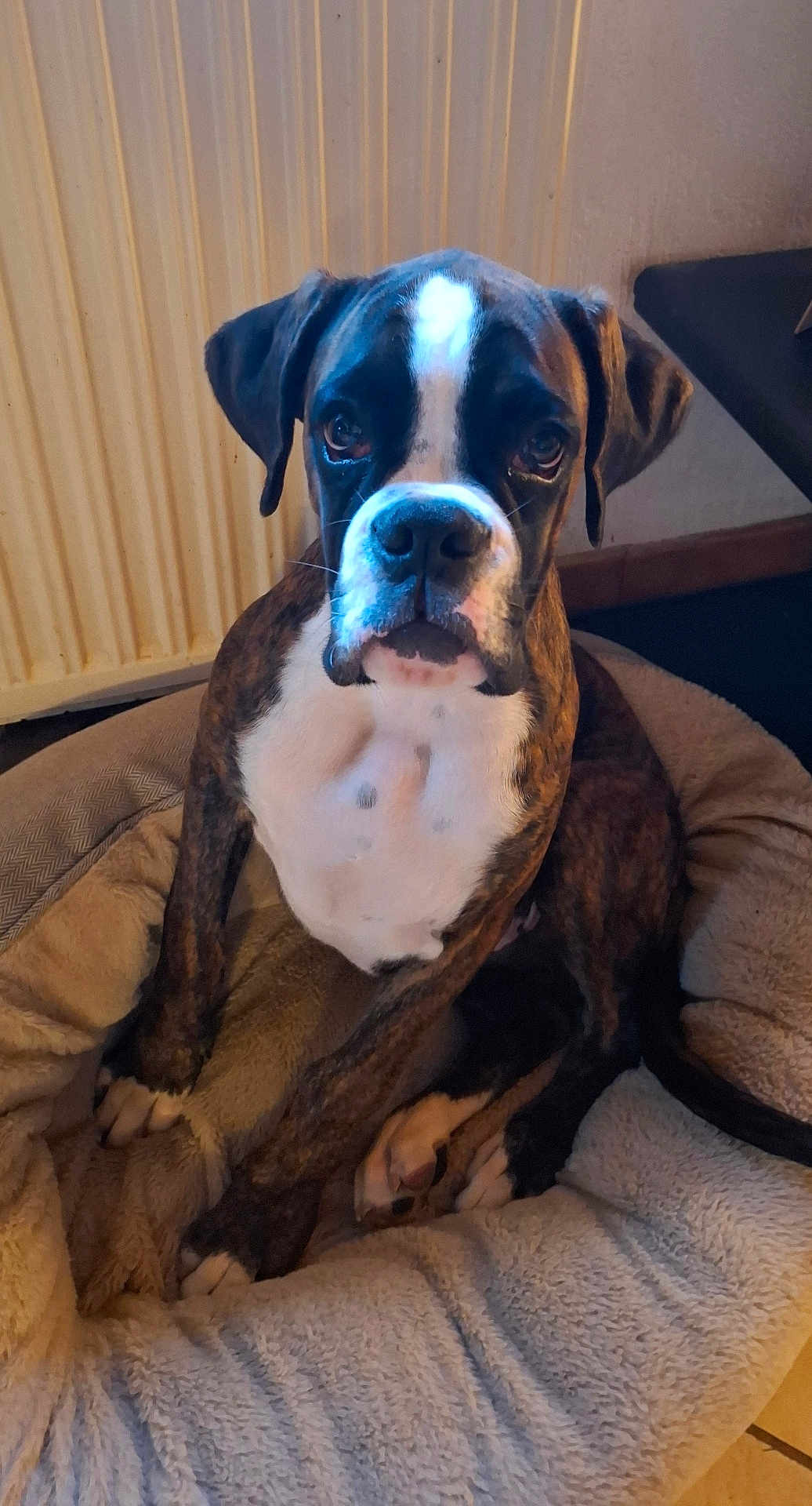 Ares participe au concours pour gagner de l'argent avec cette photo : animal, boxer, brindle, brown, canine, cozy, dog, domestic, ears, floor, furniture, household, indoor, looking_at_camera, paw, pet_bed, portrait, sitting, snout, white