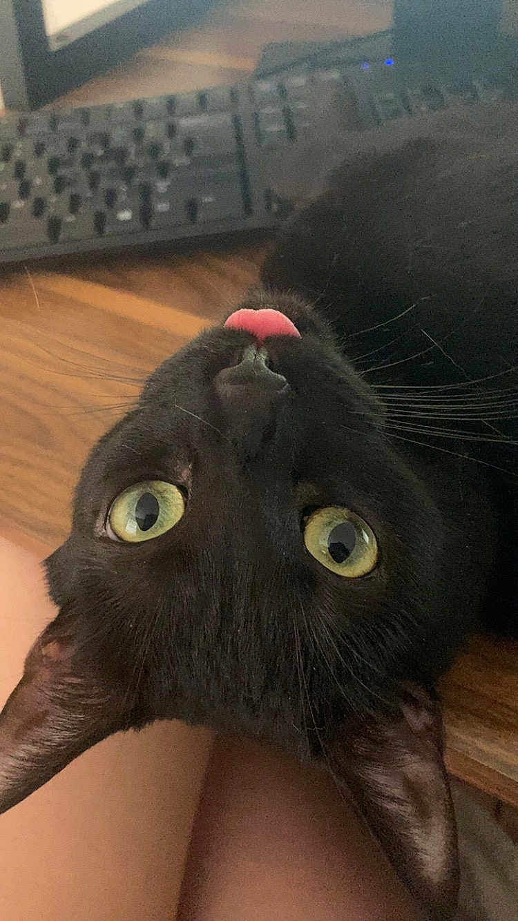Spooky is registered to the contest to win money with this photo: black_cat, cat, yellow_eyes, tongue_out, pet, animal, close_up, whiskers, ears, lap, keyboard, wooden_table, indoor, cute, playful, feline, fur, head, resting, domestic_animal