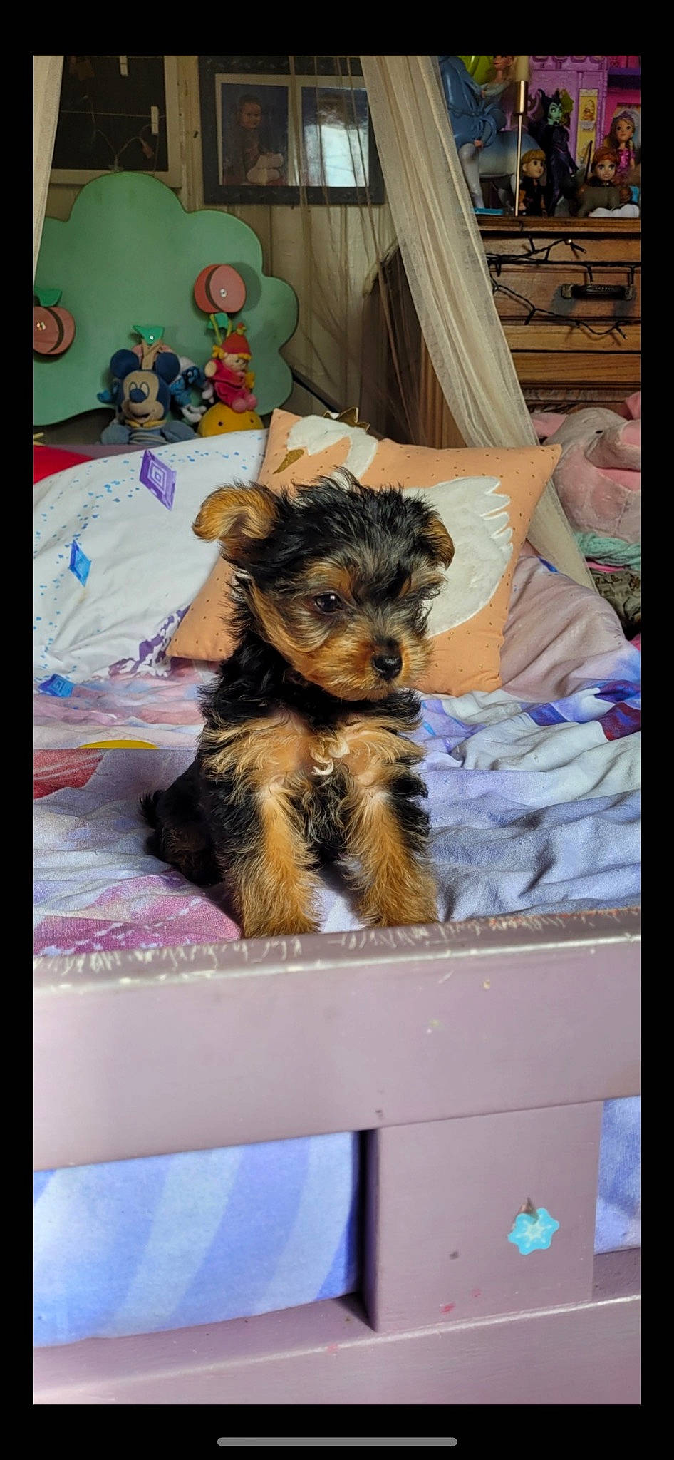 Maya a rejoint le concours — aidez-le/la à gagner de superbes lots ! canidae, carnivore, comfort, companion_dog, dog, dog_breed, dog_supply, fawn, fur, picture_frame, puppy, room, small_terrier, snout, sporting_group, terrier, toy_dog, welsh_terrier, working_animal, yorkipoo