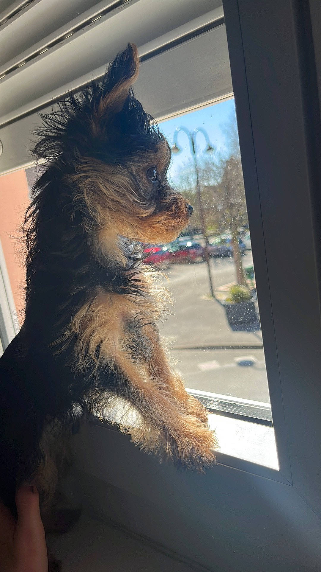 Maya participe au concours pour gagner de l'argent avec cette photo : canidae, carnivore, collar, companion_dog, dog, dog_breed, dog_collar, dog_supply, electric_blue, fang, fur, sky, snout, sporting_group, tail, toy_dog, vehicle_door, whiskers, window, windshield