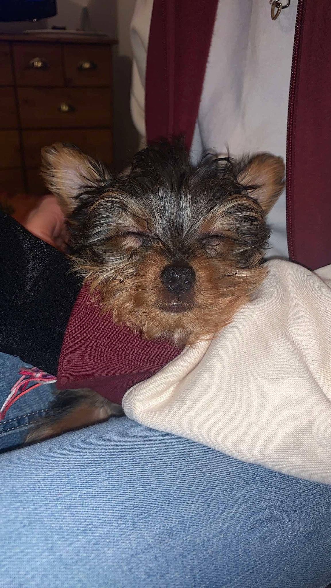 Maya a rejoint le concours — aidez-le/la à gagner de superbes lots ! biewer_terrier, cabinetry, canidae, carnivore, comfort, companion_dog, dog, dog_breed, dog_supply, fawn, fur, liver, pet_supply, small_terrier, snout, sporting_group, terrestrial_animal, terrier, toy_dog, working_animal