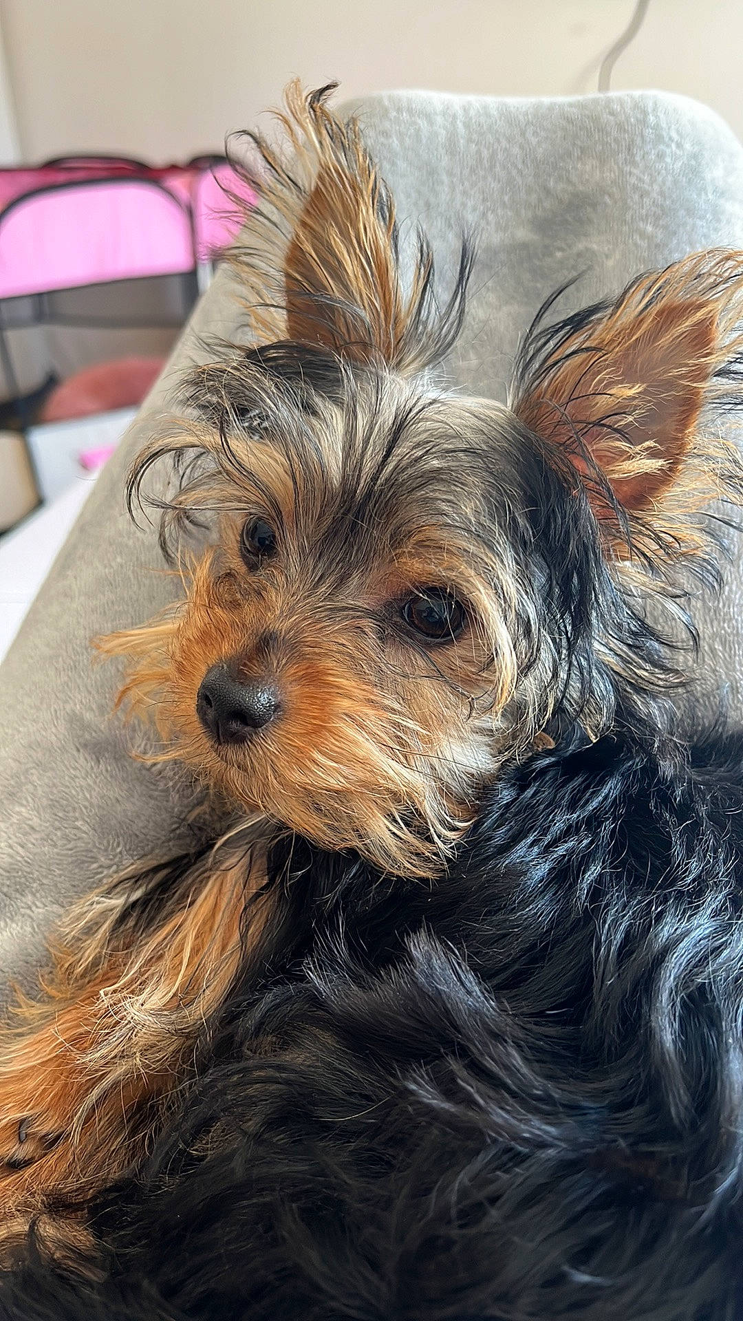Maya