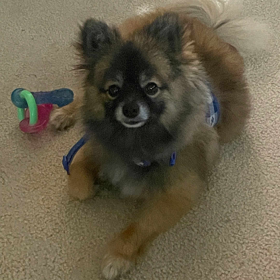 Cooper