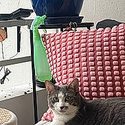 Titeuf a rejoint le concours — aidez-le/la à gagner de superbes lots ! cat, gray_cat, white_cat, pet, indoor, blanket, pink_blanket, plant_pot, blue_pot, spray_bottle, green_bottle, furniture, relaxed, curious, couch, textured_blanket, home, domestic, animal, resting