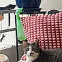 cat, gray_cat, white_cat, pet, indoor, blanket, pink_blanket, plant_pot, blue_pot, spray_bottle, green_bottle, furniture, relaxed, curious, couch, textured_blanket, home, domestic, animal, resting