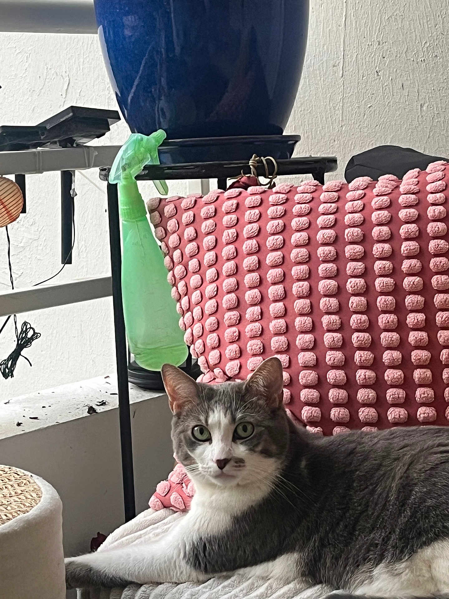 Titeuf a rejoint le concours — aidez-le/la à gagner de superbes lots ! cat, gray_cat, white_cat, pet, indoor, blanket, pink_blanket, plant_pot, blue_pot, spray_bottle, green_bottle, furniture, relaxed, curious, couch, textured_blanket, home, domestic, animal, resting