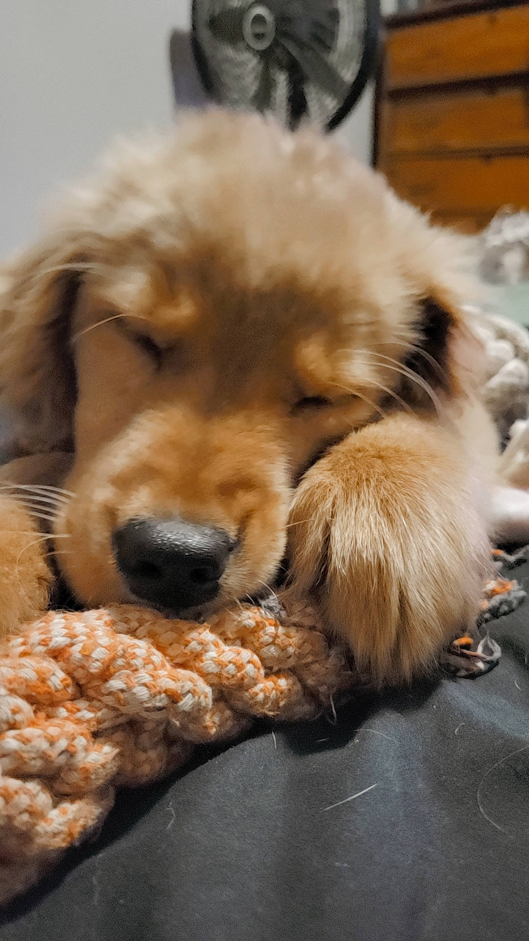 Harper is registered to the contest to win money with this photo: canidae, carnivore, companion_dog, dog, dog_breed, fawn, fur, liver, paw, snout, sporting_group, whiskers, working_animal