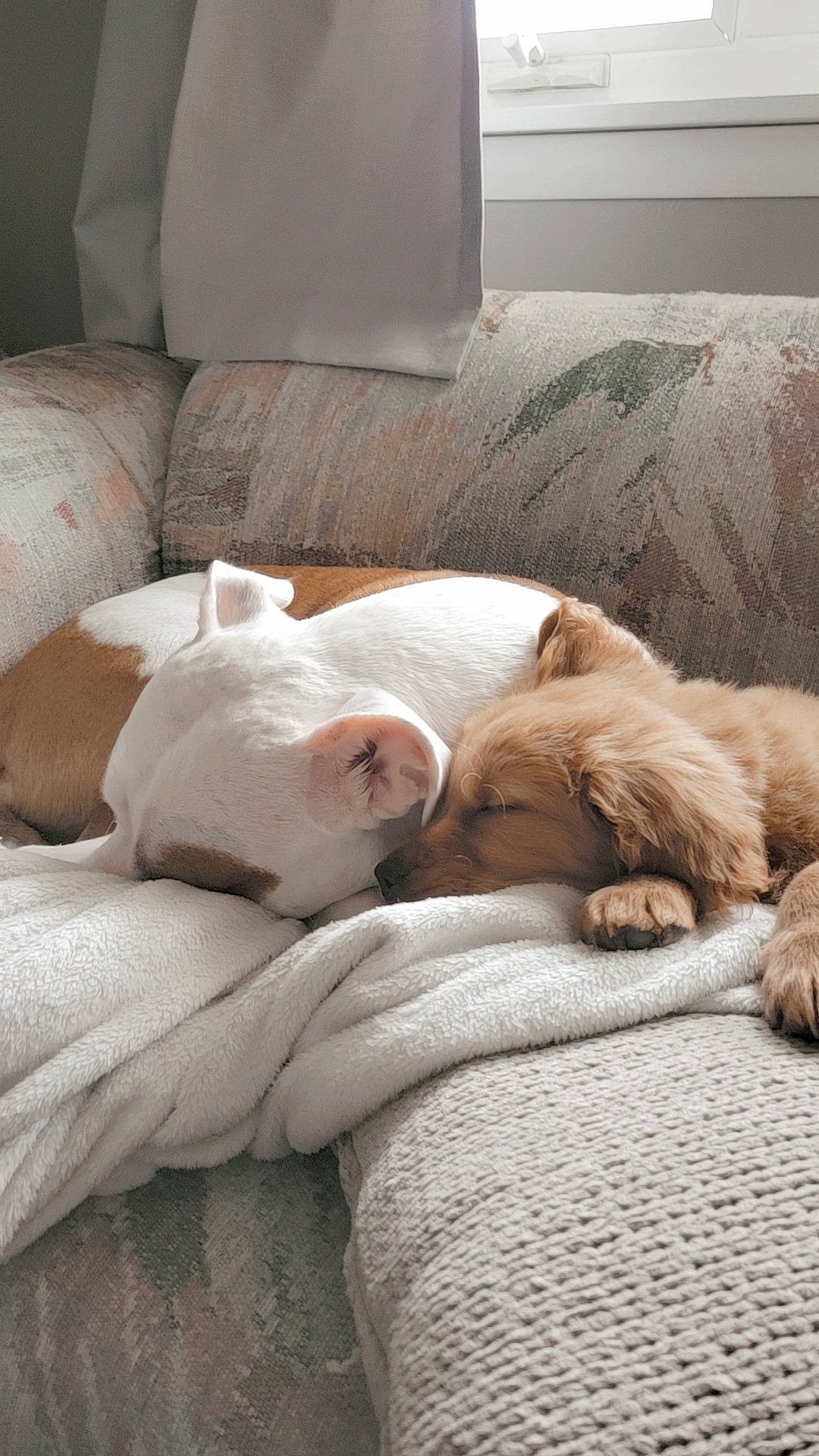 Harper is registered to the contest to win money with this photo: bedding, bedtime, canidae, carnivore, comfort, companion_dog, couch, dog, dog_breed, duvet, fawn, felidae, fur, linens, liver, nap, snout, sporting_group, whiskers, wood