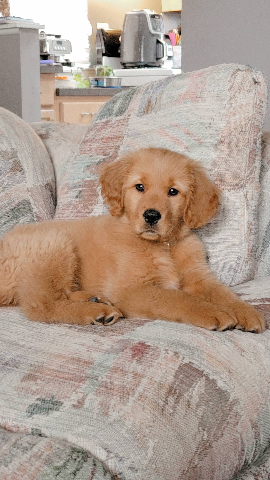 Harper is registered to the contest to win money with this photo: carnivore, comfort, companion_dog, dog, dog_breed, dog_supply, fawn, flooring, fur, kitchen_appliance, microwave_oven, paw, pet_supply, puppy, retriever, room, sitting, snout, wood, working_animal