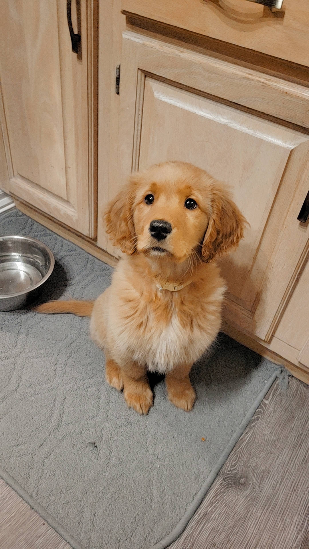 Harper is registered to the contest to win money with this photo: canidae, carnivore, companion_dog, dog, dog_breed, fawn, flooring, fur, gun_dog, hardwood, paw, retriever, serveware, snout, sporting_group, tile, whiskers, wood, wood_stain, working_animal